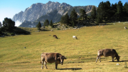 Coll de les Bassotes