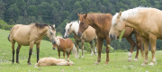 Miranda trashumancia cavalls