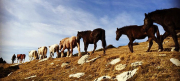 Miranda trashumancia cavalls