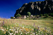 Peguera amb flors