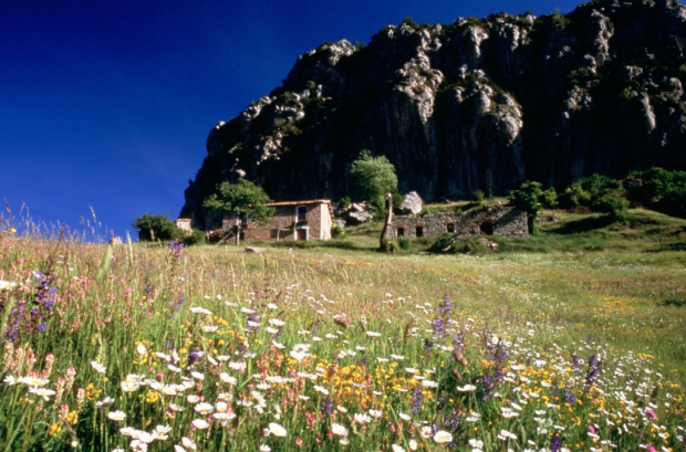 Peguera amb flors