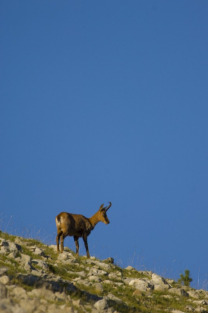 Isard a la Cerdanya ( Rupicapra rupicapra)