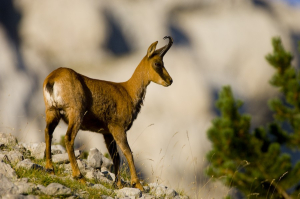 Isard a la Cerdanya ( Rupicapra rupicapra)