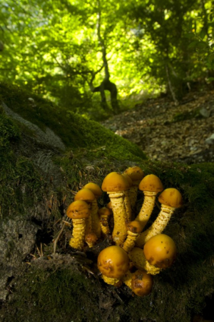 Bolets al peu del Pedraforca, Parc Natural Cadí-Moixeró