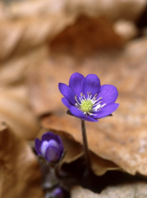 Herba fetgera (Anemona hepatica)