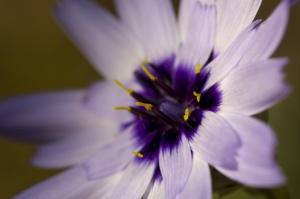 Cerverina (Catananche  caerulea)
