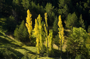 Paisatge de tardor al Berguedà
