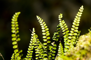 Falzia roja (Asplenium trichomanes)