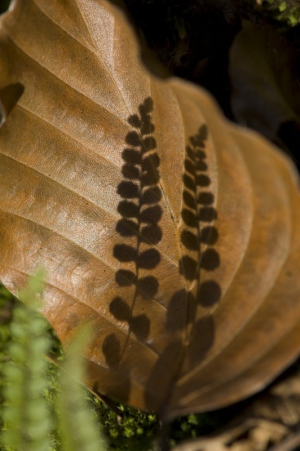 Ombra sobre fulla d'Asplenium, Gorges de la Frau, Arieja