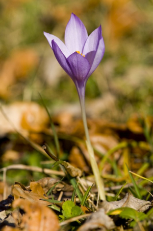 Safrà bord (Crocus nudiflorus)