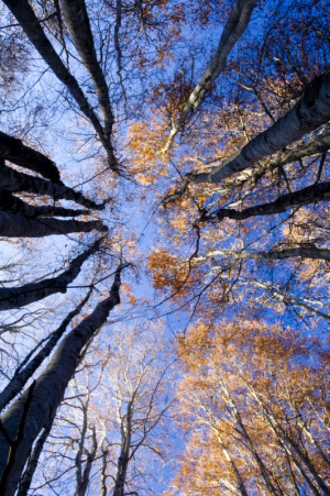 Arbres de l'Arieja