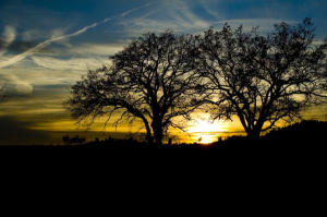 Arbres del Solsonès
