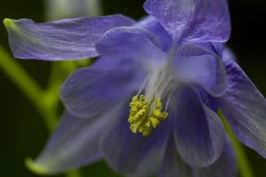 Flor de Bagà
