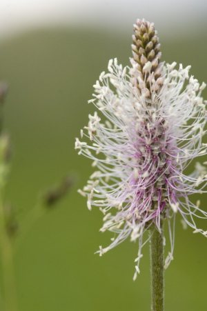 Detall d'un Plantago o LLantén