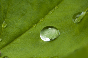 Gotes de pluja