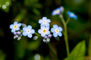 Detall d'una flor