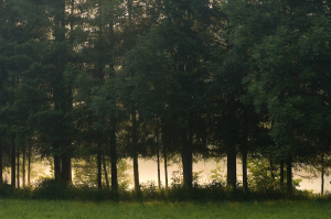 Bosc de ribera, riu Oriège, Arieja