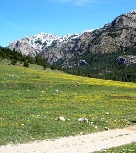 Caminante