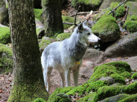 La Maison des Loups