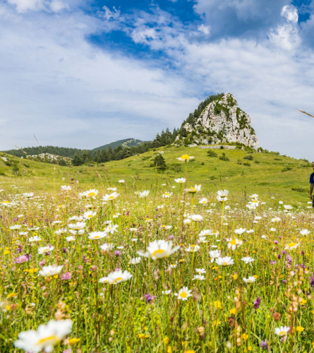 Peguera con flores