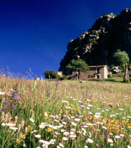 Peguera con flores