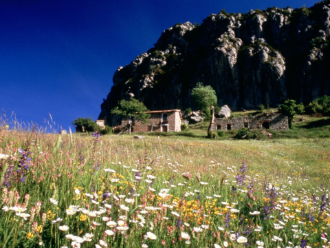 Peguera amb flors